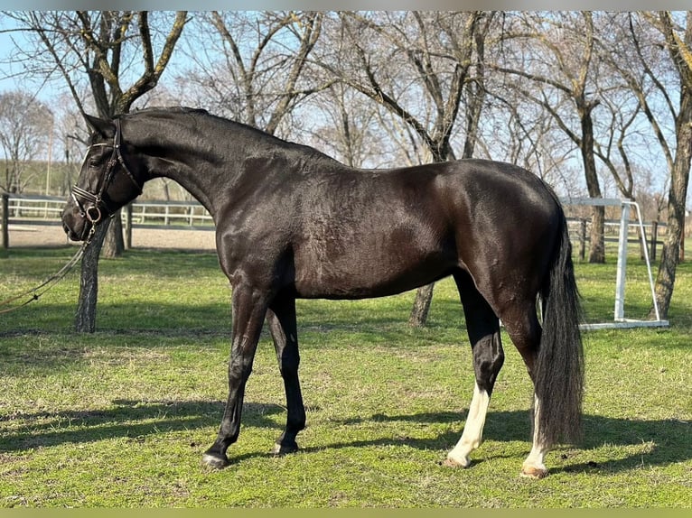 KWPN Yegua 4 años 172 cm Negro in Bekescsaba