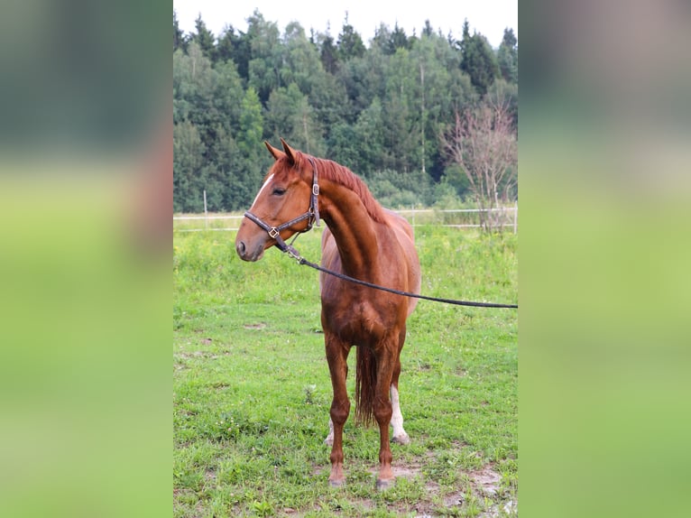 KWPN Yegua 4 años 173 cm Alazán-tostado in Moscow