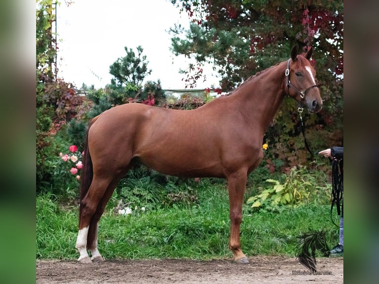 KWPN Yegua 4 años 173 cm Alazán-tostado in Moscow