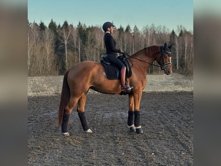 KWPN Yegua 4 años 173 cm Alazán-tostado in Moscow