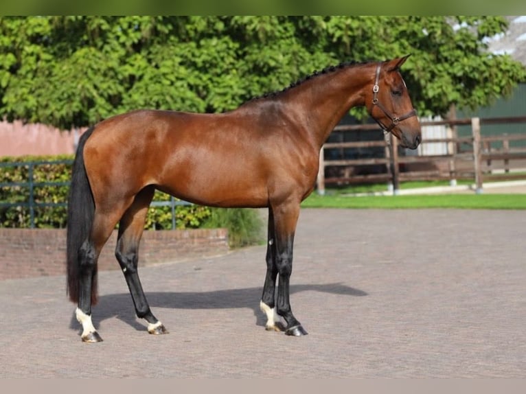 KWPN Yegua 4 años 173 cm Castaño in Zieuwent