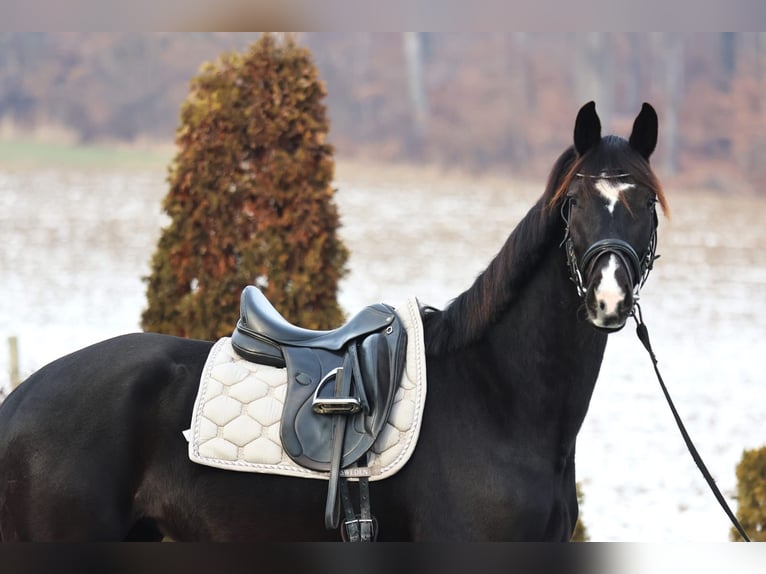 KWPN Yegua 4 años 173 cm Morcillo in Stallhofen