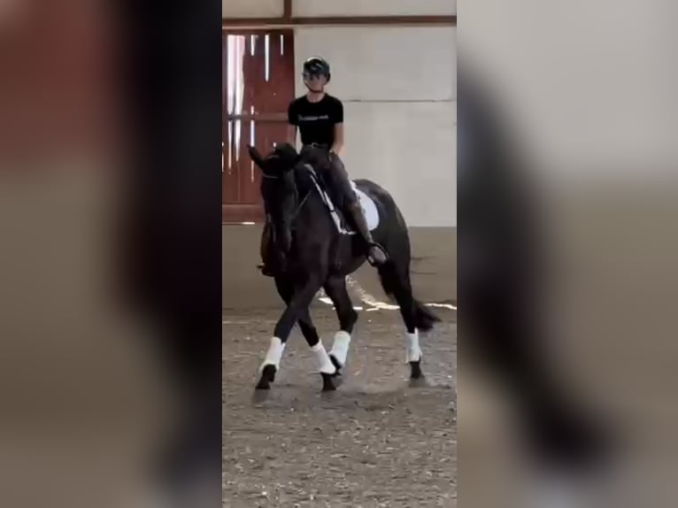 KWPN Yegua 4 años 175 cm Negro in Kajaszó