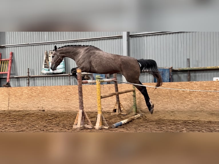 KWPN Yegua 4 años 181 cm Bayo in Jászberény