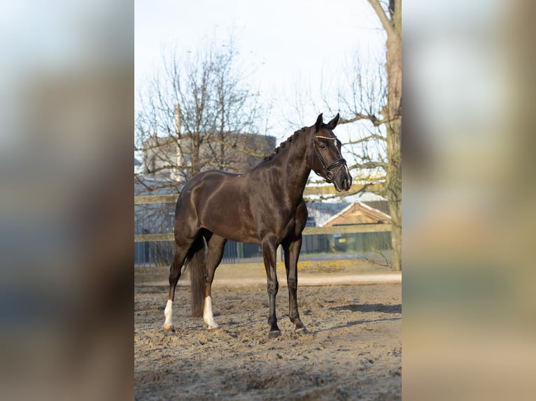 KWPN Mestizo Yegua 5 años 154 cm Alazán-tostado in Poeldijk