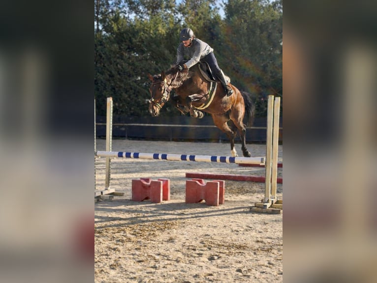 KWPN Yegua 5 años 158 cm Castaño in Chieti