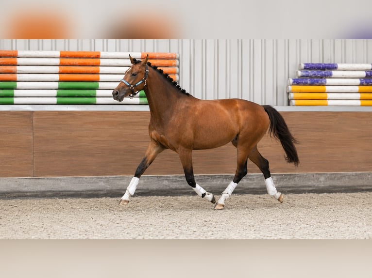 KWPN Yegua 5 años 159 cm Castaño in Mijdrecht