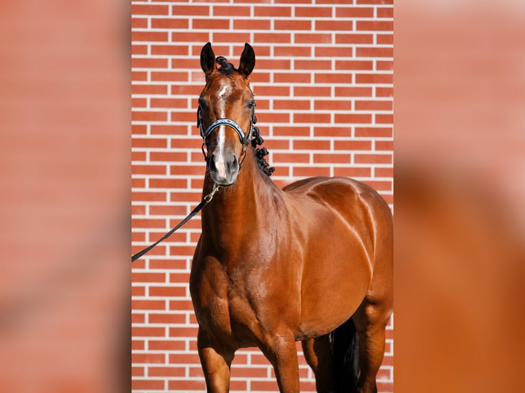 KWPN Yegua 5 años 159 cm Castaño in Mijdrecht