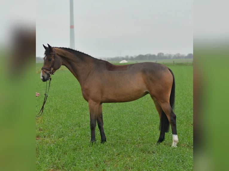 KWPN Yegua 5 años 160 cm Castaño in Geilenkirchen