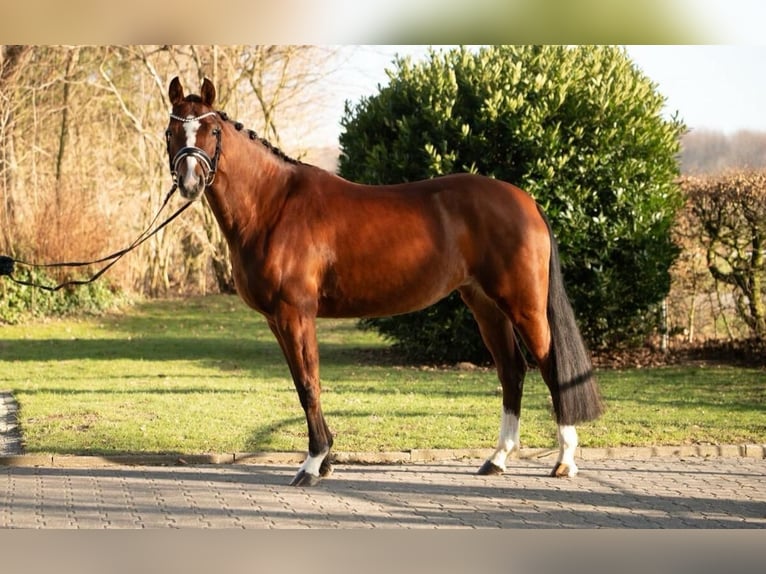 KWPN Yegua 5 años 161 cm Castaño in Paderborn