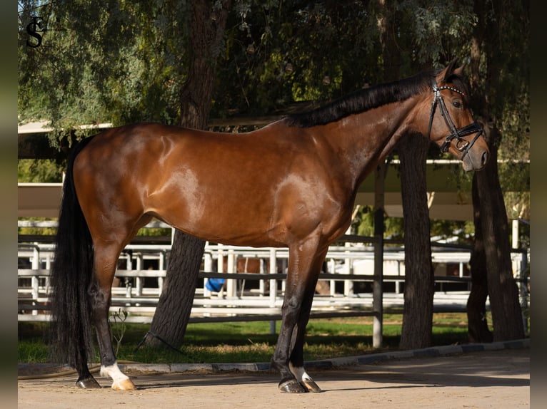 KWPN Yegua 5 años 161 cm Castaño oscuro in Dubai