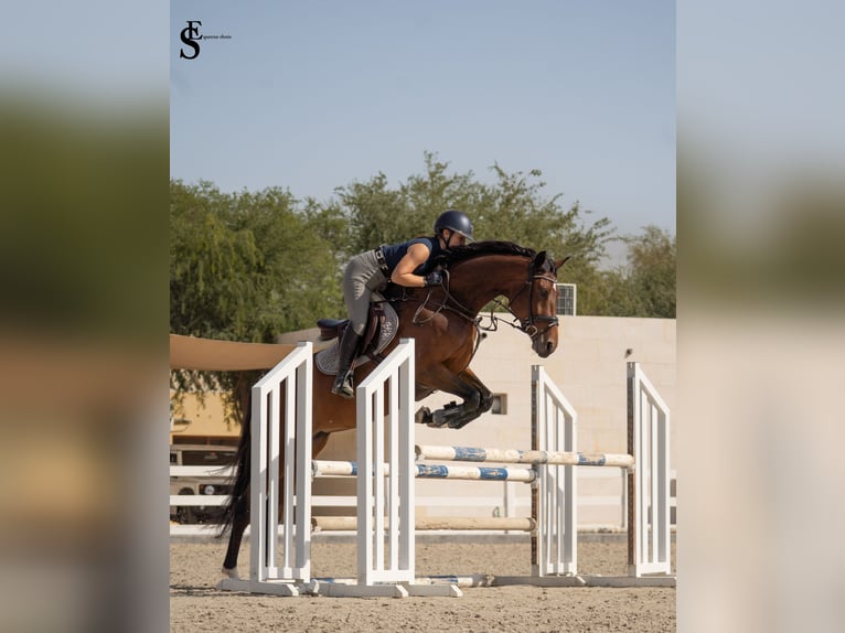 KWPN Yegua 5 años 161 cm Castaño oscuro in Dubai