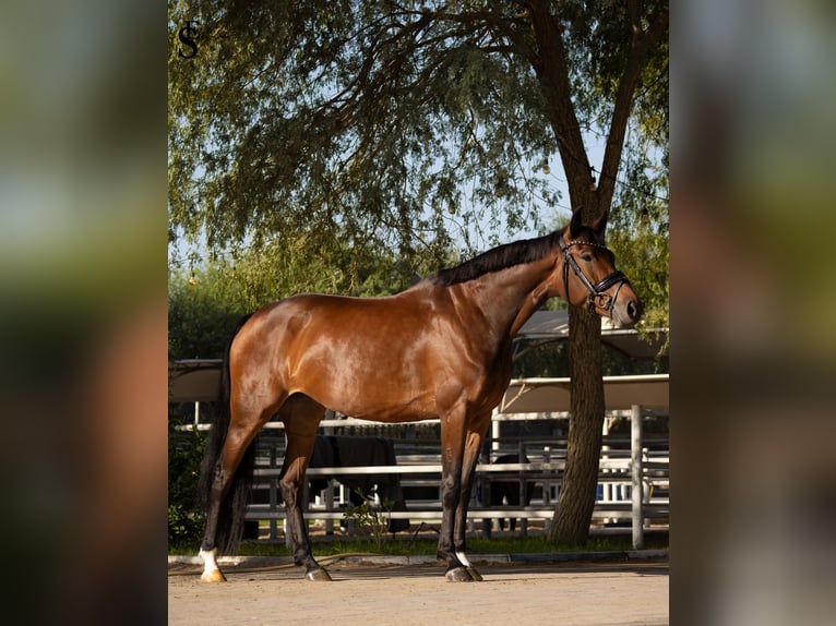 KWPN Yegua 5 años 161 cm Castaño oscuro in Dubai