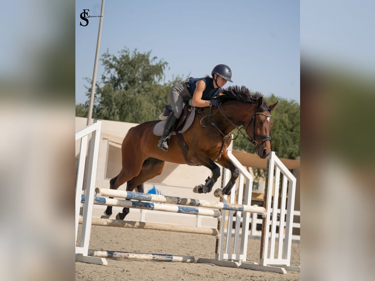 KWPN Yegua 5 años 161 cm Castaño oscuro in Dubai