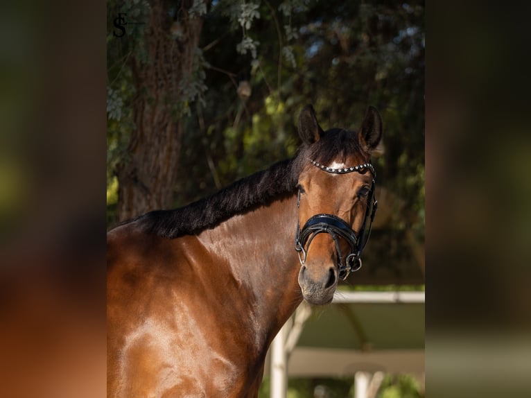 KWPN Yegua 5 años 161 cm Castaño oscuro in Dubai