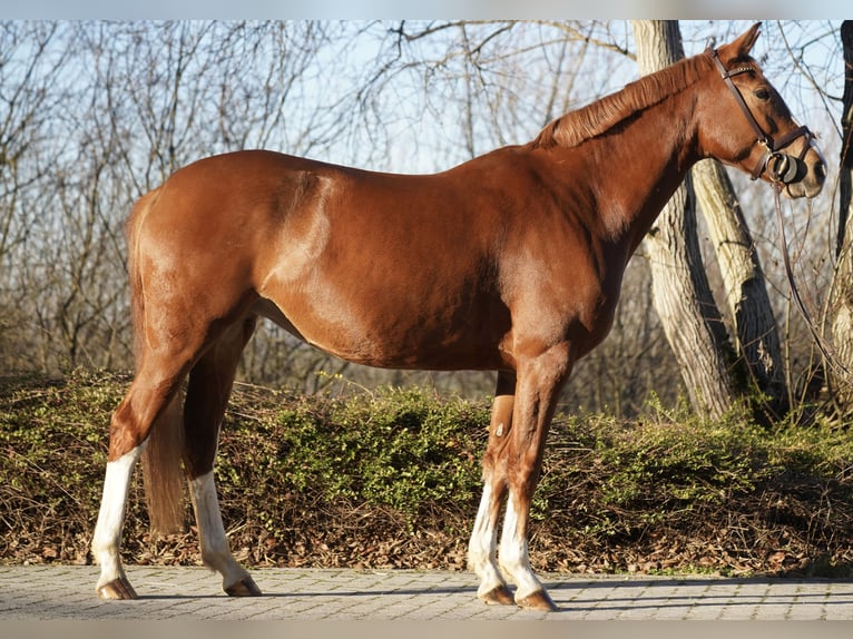 KWPN Yegua 5 años 162 cm Alazán in Lengdorf