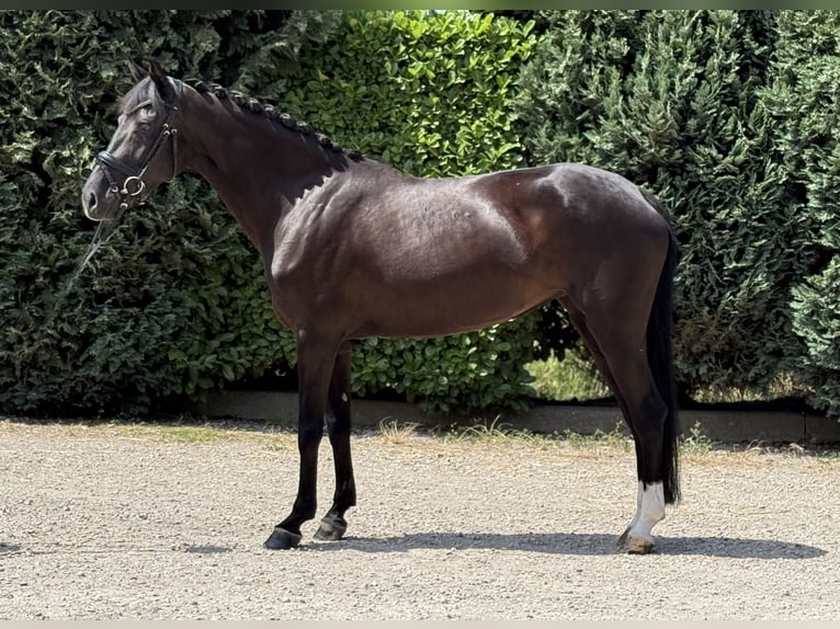 KWPN Yegua 5 años 162 cm Negro in Oud Gastel