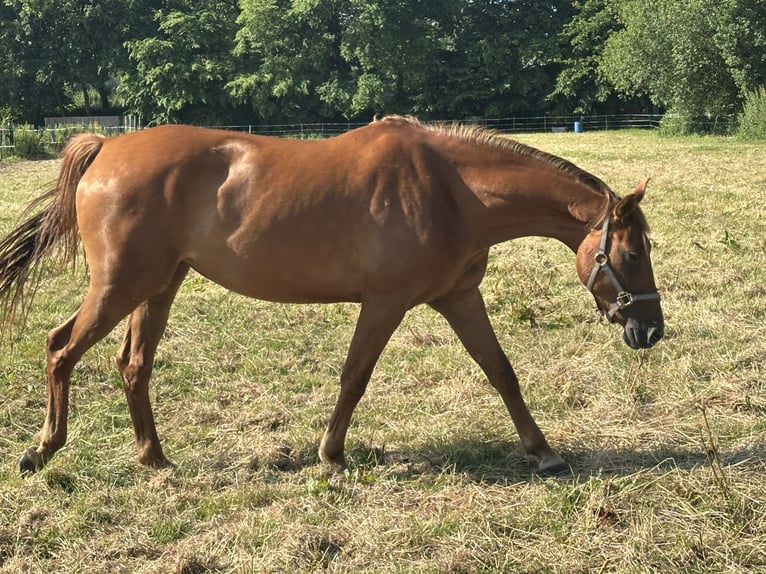 KWPN Yegua 5 años 163 cm Alazán in Meppen