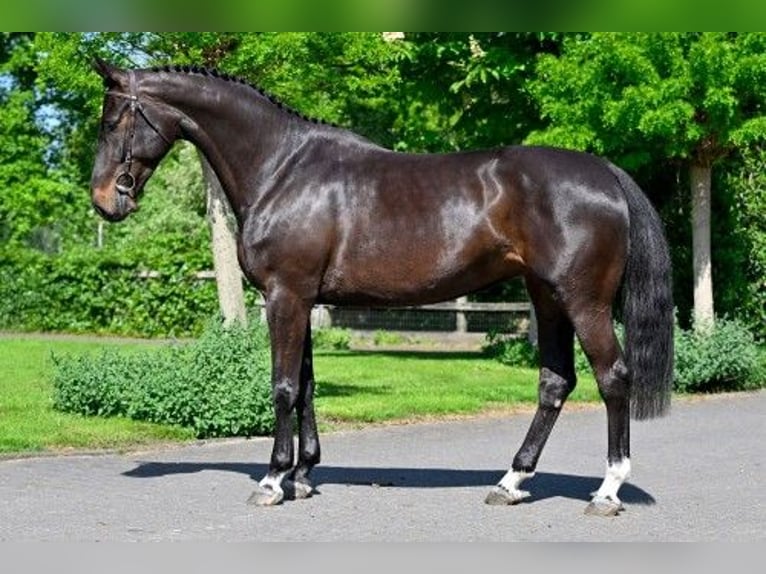 KWPN Yegua 5 años 163 cm in Heerde