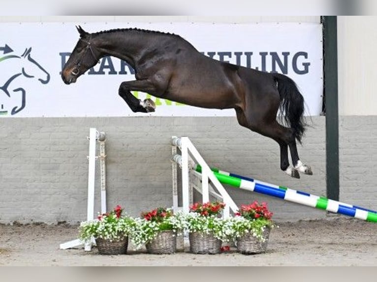 KWPN Yegua 5 años 163 cm in Heerde