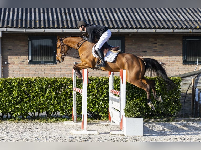 KWPN Yegua 5 años 163 cm Castaño in Waddinxveen