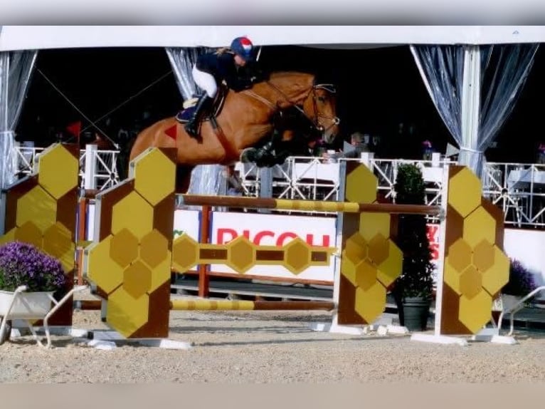 KWPN Yegua 5 años 163 cm Castaño oscuro in &#39;s-Hertogenbosch