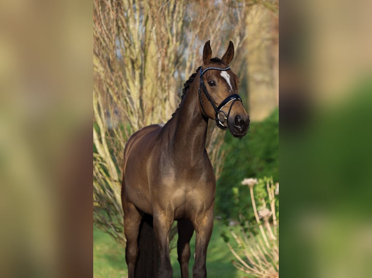 KWPN Yegua 5 años 163 cm Castaño oscuro in &#39;s-Hertogenbosch
