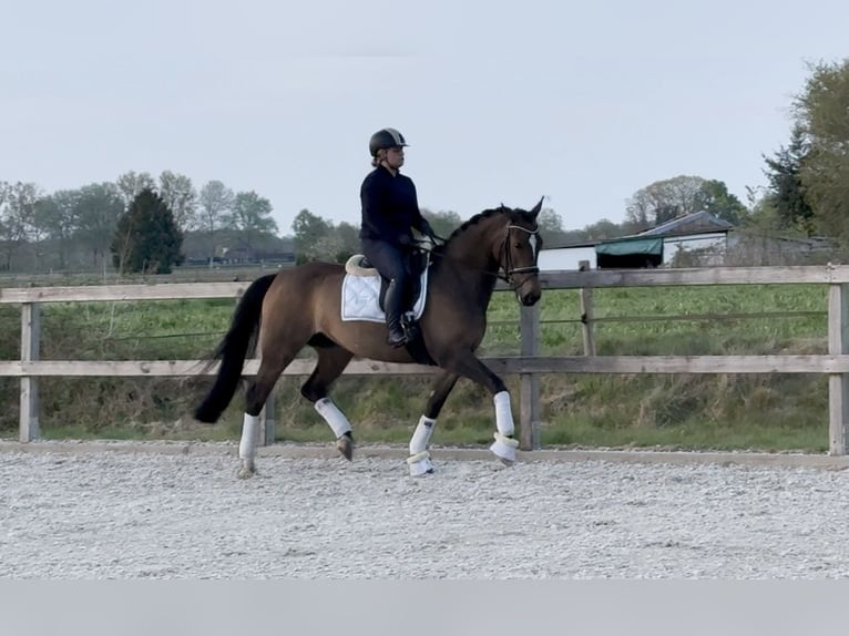 KWPN Yegua 5 años 163 cm Castaño oscuro in &#39;s-Hertogenbosch