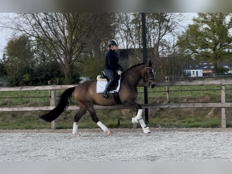 KWPN Yegua 5 años 163 cm Castaño oscuro in &#39;s-Hertogenbosch