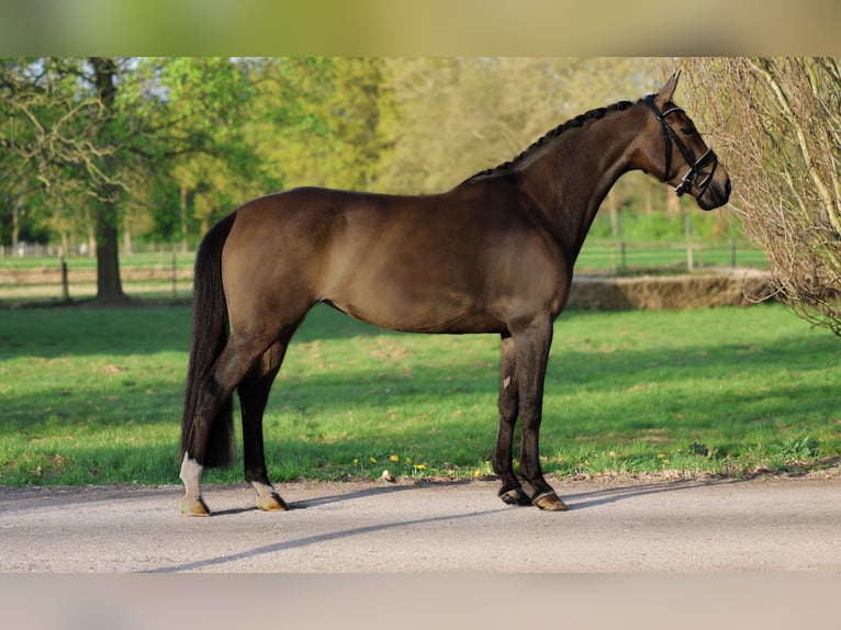 KWPN Yegua 5 años 163 cm Castaño oscuro in &#39;s-Hertogenbosch
