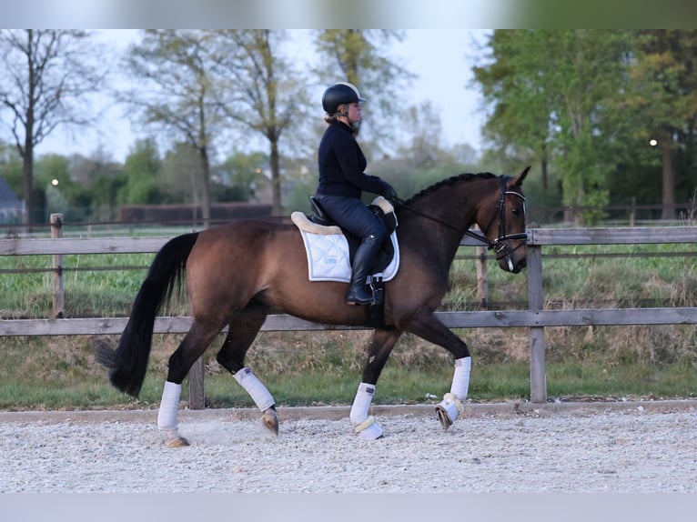 KWPN Yegua 5 años 163 cm Castaño oscuro in &#39;s-Hertogenbosch