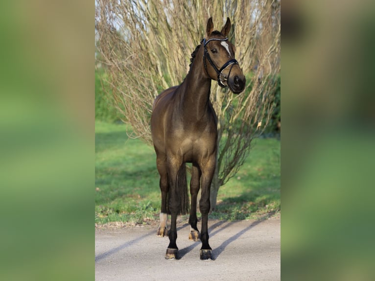 KWPN Yegua 5 años 163 cm Castaño oscuro in &#39;s-Hertogenbosch