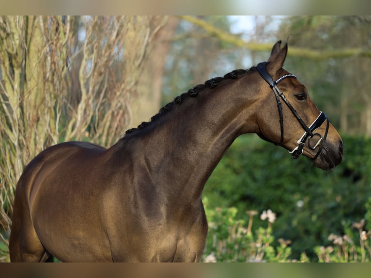 KWPN Yegua 5 años 163 cm Castaño oscuro in &#39;s-Hertogenbosch