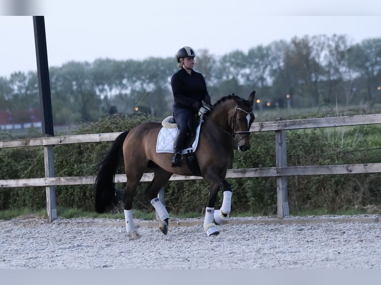 KWPN Yegua 5 años 163 cm Castaño oscuro in &#39;s-Hertogenbosch