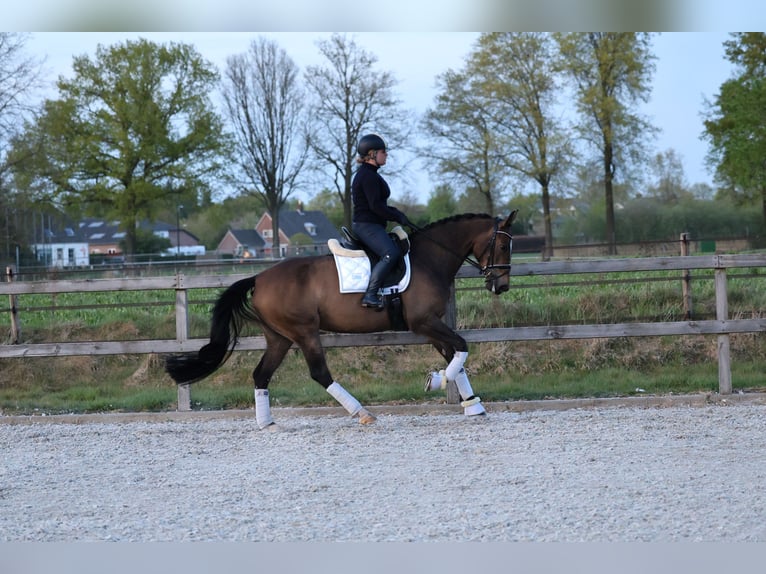 KWPN Yegua 5 años 163 cm Castaño oscuro in &#39;s-Hertogenbosch