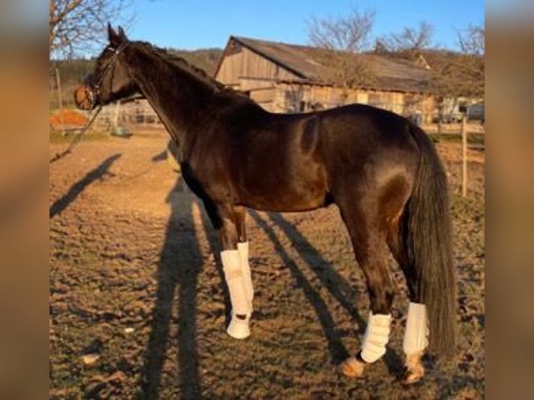 KWPN Yegua 5 años 163 cm Morcillo in Freiburg im Breisgau