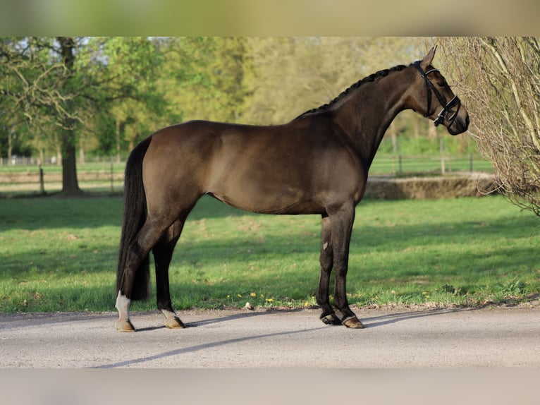 KWPN Yegua 5 años 164 cm Castaño oscuro in &#39;s-Hertogenbosch