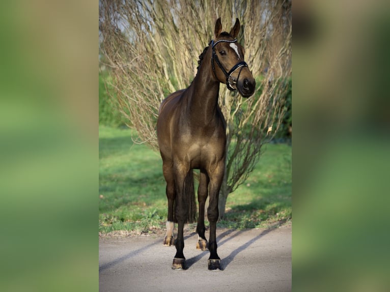KWPN Yegua 5 años 164 cm Castaño oscuro in &#39;s-Hertogenbosch