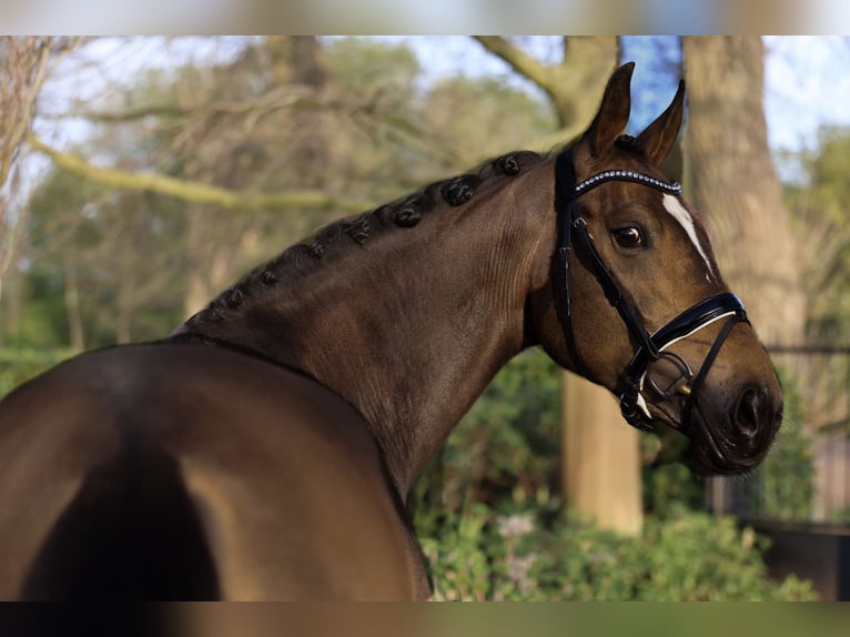 KWPN Yegua 5 años 164 cm Castaño oscuro in &#39;s-Hertogenbosch