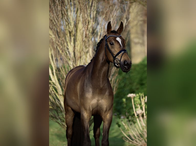 KWPN Yegua 5 años 164 cm Castaño oscuro in &#39;s-Hertogenbosch