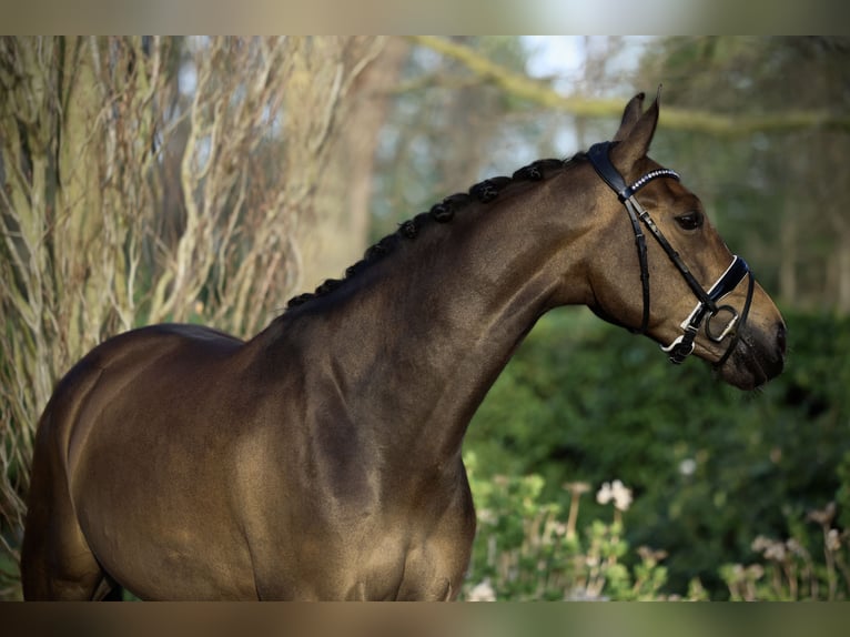 KWPN Yegua 5 años 164 cm Castaño oscuro in &#39;s-Hertogenbosch