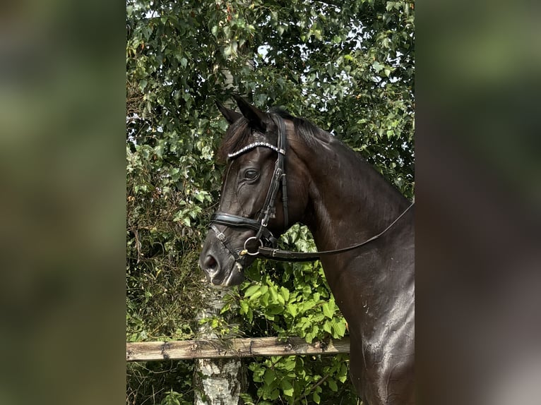 KWPN Yegua 5 años 164 cm Negro in Zuidwolde