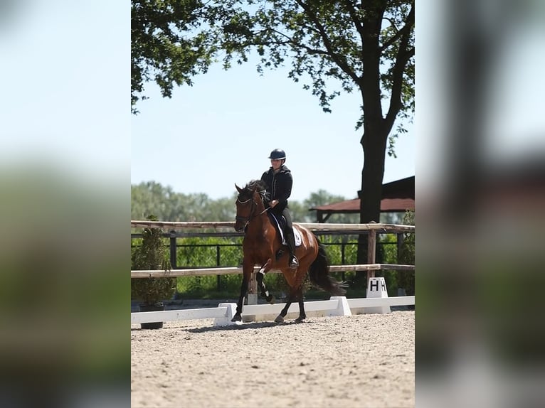 KWPN Yegua 5 años 165 cm Castaño in Uden
