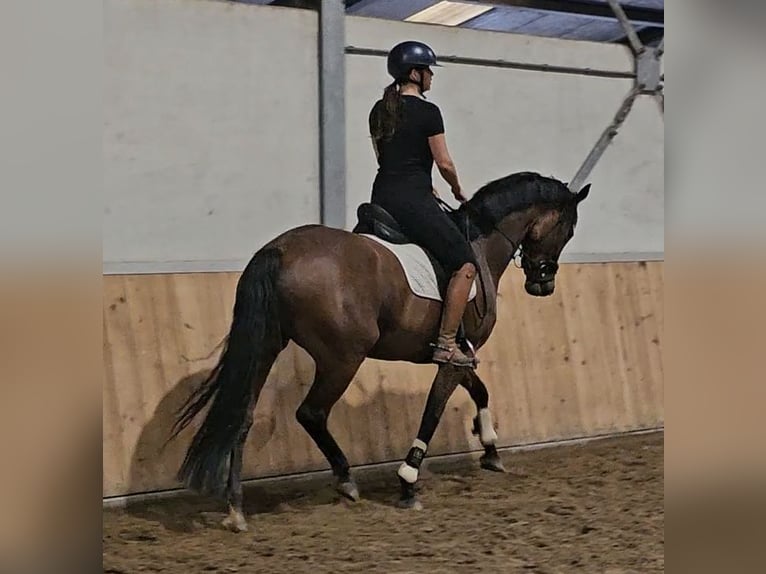 KWPN Yegua 5 años 165 cm Castaño in Uden