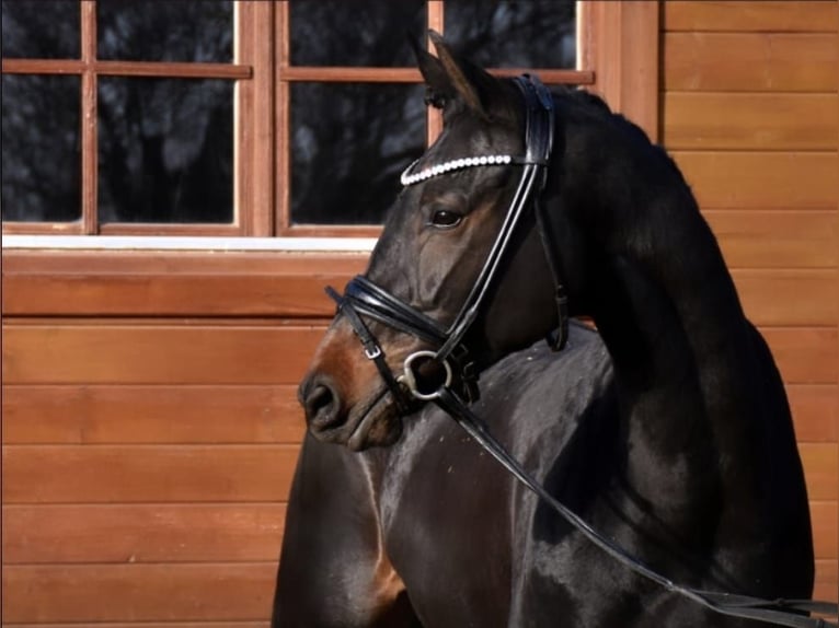 KWPN Yegua 5 años 165 cm Castaño oscuro in Neuss