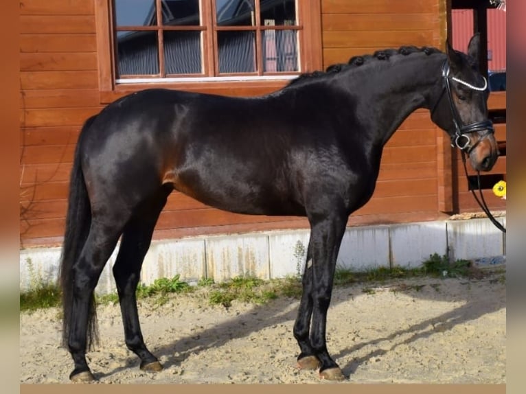 KWPN Yegua 5 años 165 cm Castaño oscuro in Neuss