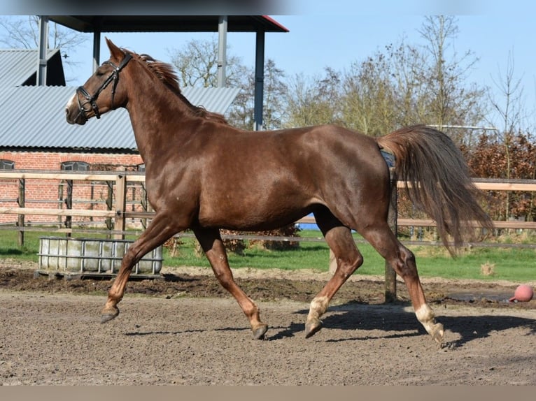 KWPN Yegua 5 años 166 cm Alazán in Garyp