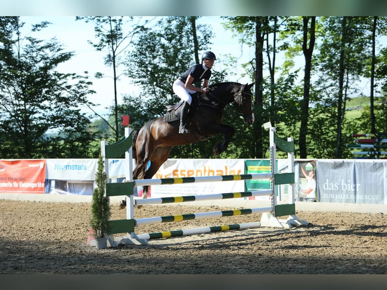 KWPN Yegua 5 años 166 cm Castaño oscuro in Berg im Attergau