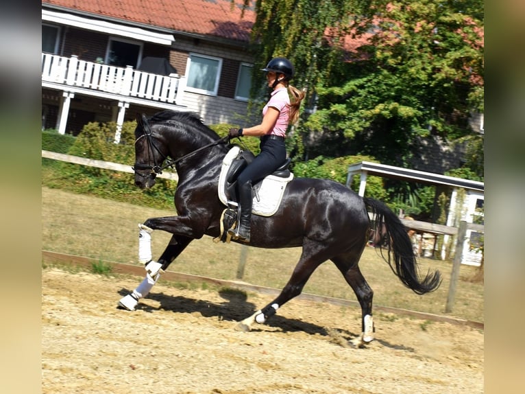 KWPN Yegua 5 años 166 cm Negro in Neuss