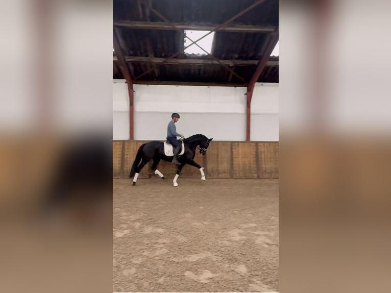 KWPN Yegua 5 años 166 cm Negro in Oosterhout